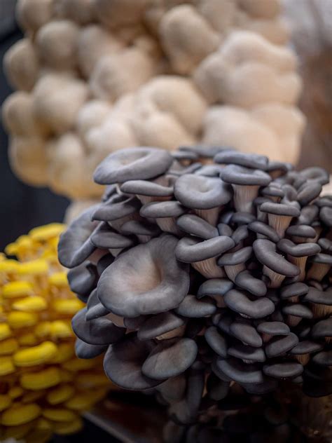 Southwest mushrooms - Cultivating fresh gourmet mushrooms at our urban grow farm. Mushrooms with amazing flavor and full of beneficial nutrients. Our passion is to offer every customer the freshest product in the market.